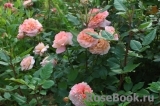 Augusta Luise Augusta Luise