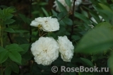 Colonial White Colonial White