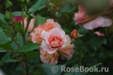Augusta Luise Augusta Luise