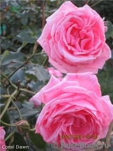 Coral Dawn Coral Dawn