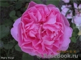 Mary Rose Mary Rose
