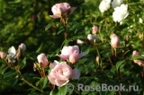 Generous Gardener, The Generous Gardener, The