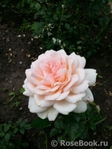 Chandos Beauty Chandos Beauty