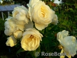 Uetersener Klosterrose Uetersener Klosterrose