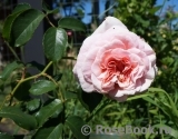 Rose de Tolbiac ® Rose de Tolbiac ®