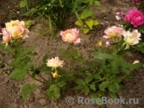 Rose des Cisterciens 