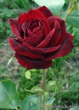 Perle Noire Perle Noire