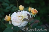 Rose de Gerberoy ® Rose de Gerberoy ®