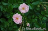 Rosenholm Rosenholm