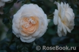 Marie Antoinette Marie Antoinette