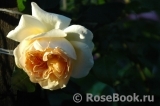 Apricot Sky ® Apricot Sky ®