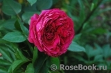 Rose des 4 Vents Rose des 4 Vents