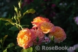 Gartenspass ® Gartenspass ®