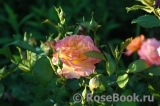 Gartenspass ® Gartenspass ®