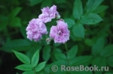 Rose-Marie Viaud Rose-Marie Viaud