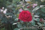 Rose des 4 Vents Rose des 4 Vents