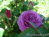 Heidi Klum Rose Heidi Klum Rose