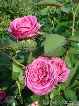 Heidi Klum Rose Heidi Klum Rose