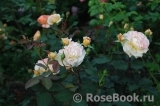 Rose de Gerberoy ® Rose de Gerberoy ®