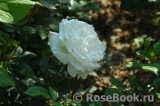 Karen Blixen Karen Blixen