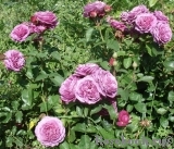 Heidi Klum Rose Heidi Klum Rose