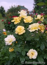 Goldmarie 82 Goldmarie 82