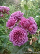 Heidi Klum Rose Heidi Klum Rose