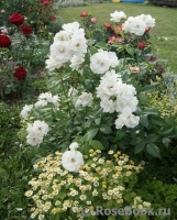 Schneewittchen Schneewittchen