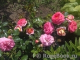 Sommersonne Sommersonne