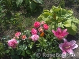 Sommersonne Sommersonne