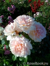 Chandos Beauty Chandos Beauty