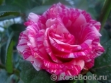 Pink Intuition Pink Intuition