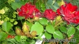 Scarlet Moss Scarlet Moss