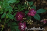 Violetta Violetta