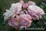 Kordes' Rosenfaszination ® Kordes' Rosenfaszination ®