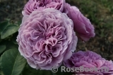Lavender Ice Lavender Ice