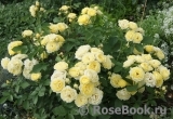 Golden Border Golden Border