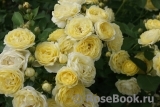 Golden Border Golden Border