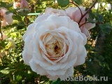 Crocus Rose® Crocus Rose®