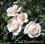 Crocus Rose® Crocus Rose®