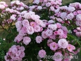 Heavenly Pink Heavenly Pink