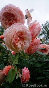 A Shropshire Lad A Shropshire Lad