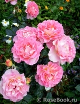 Pink Paradise Pink Paradise