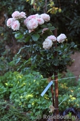 Mariatheresia Mariatheresia