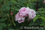 Mary Rose Mary Rose