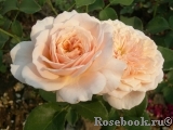 English Garden® English Garden®