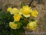 Tete d'Or Tete d'Or