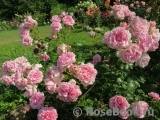 Home & Garden Home & Garden