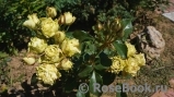 Luviana ® Luviana ®