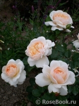 Crocus Rose® Crocus Rose®